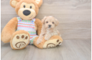 Smart Maltipoo Poodle Mix Pup