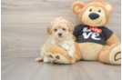 Hypoallergenic Moodle Poodle Mix Puppy