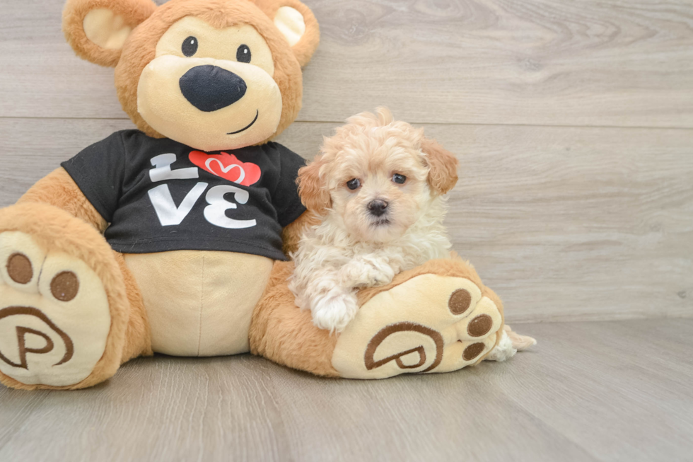 Maltipoo Pup Being Cute