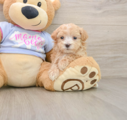 7 week old Maltipoo Puppy For Sale - Seaside Pups