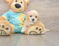 8 week old Maltipoo Puppy For Sale - Seaside Pups