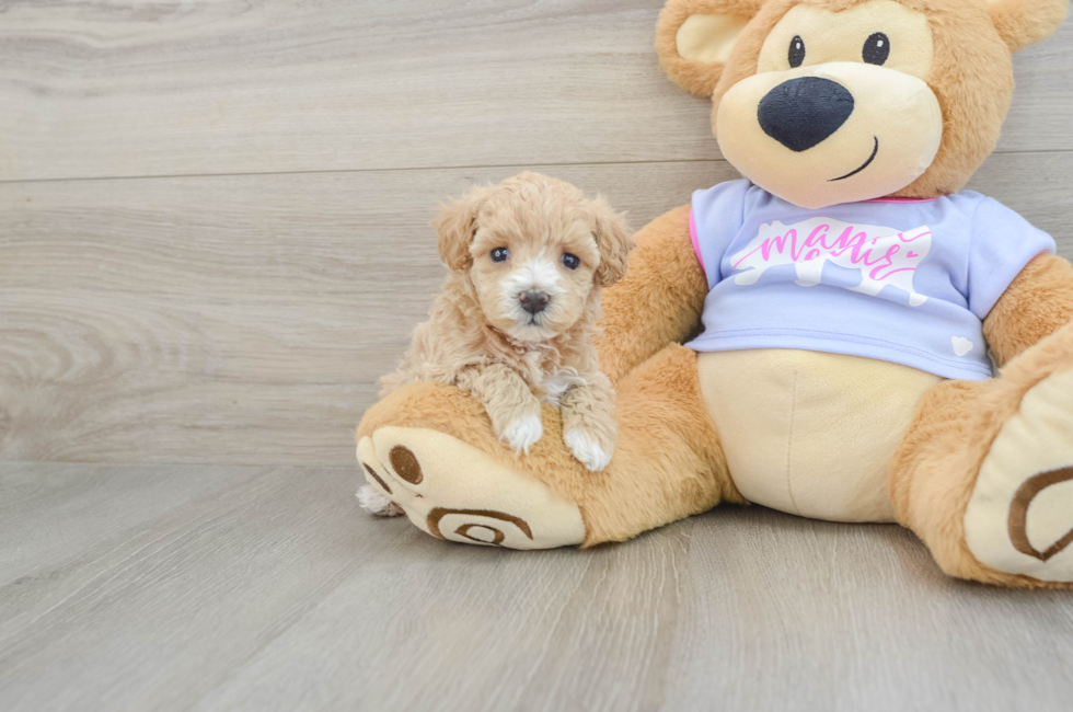 5 week old Maltipoo Puppy For Sale - Seaside Pups