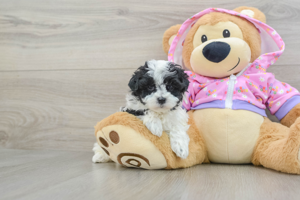 Maltipoo Pup Being Cute