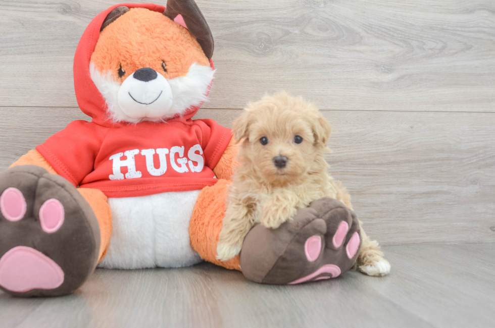 5 week old Maltipoo Puppy For Sale - Seaside Pups