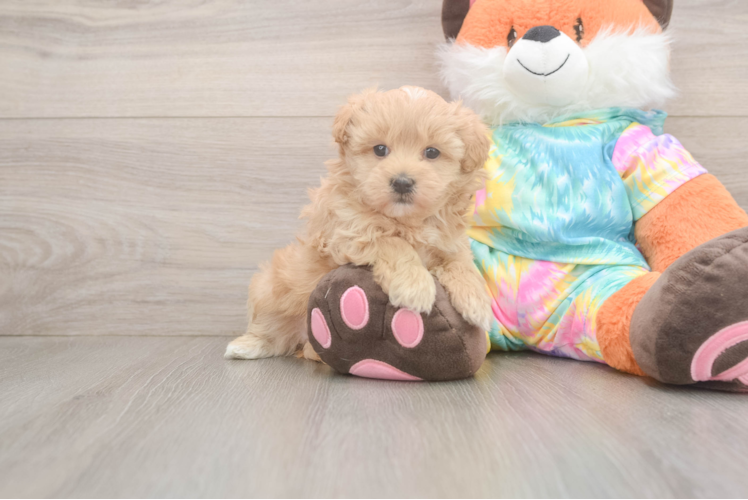 Maltipoo Puppy for Adoption