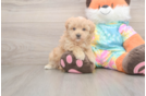 Maltipoo Puppy for Adoption