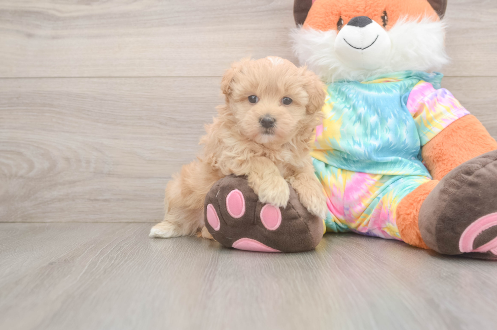 5 week old Maltipoo Puppy For Sale - Seaside Pups