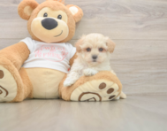 7 week old Maltipoo Puppy For Sale - Seaside Pups