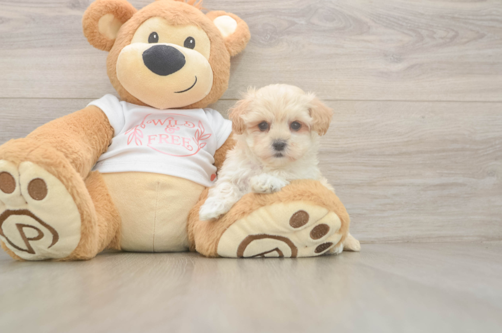 5 week old Maltipoo Puppy For Sale - Seaside Pups