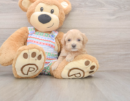 8 week old Maltipoo Puppy For Sale - Seaside Pups