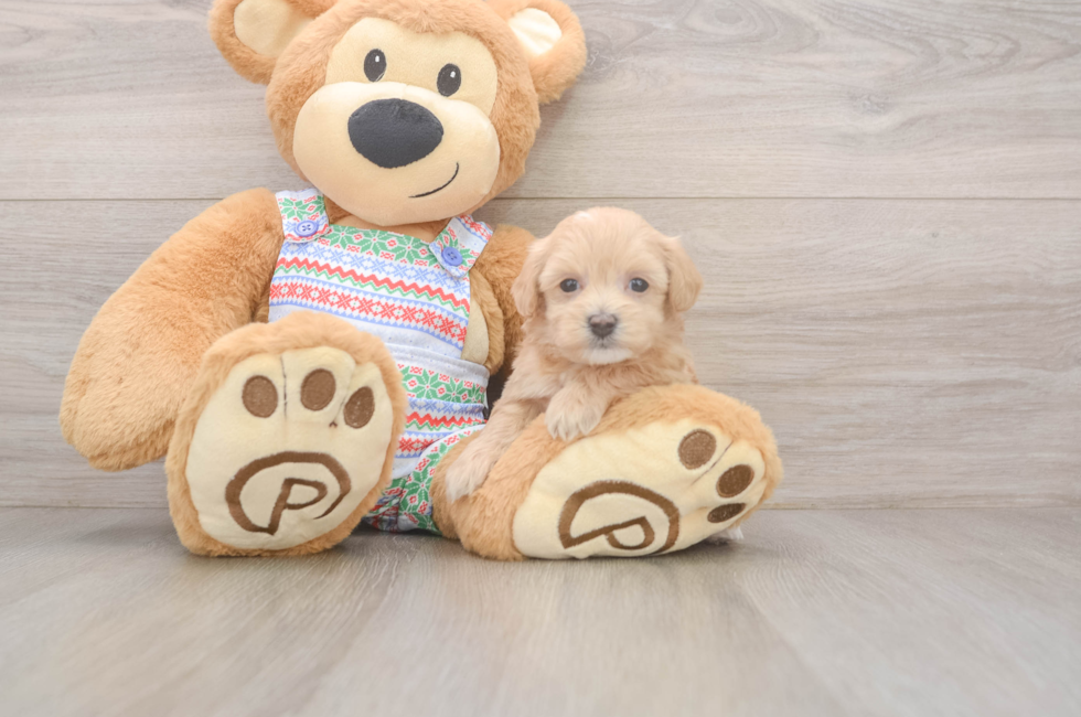 5 week old Maltipoo Puppy For Sale - Seaside Pups