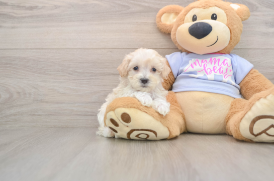 Maltipoo Pup Being Cute