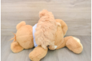 Adorable Malt Oodle Poodle Mix Puppy