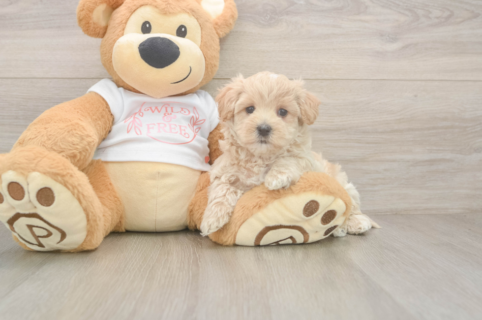 5 week old Maltipoo Puppy For Sale - Seaside Pups