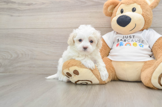 Maltipoo Pup Being Cute