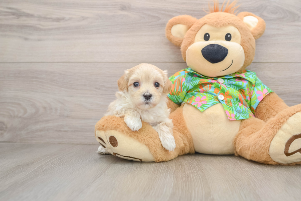 Maltipoo Pup Being Cute