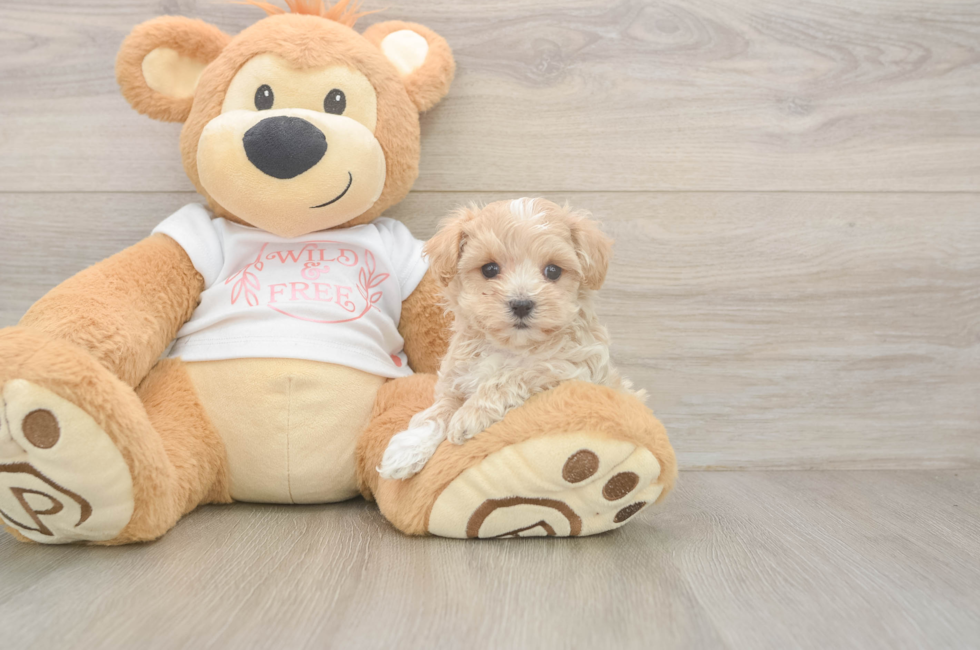 5 week old Maltipoo Puppy For Sale - Seaside Pups