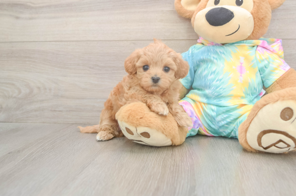 5 week old Maltipoo Puppy For Sale - Seaside Pups