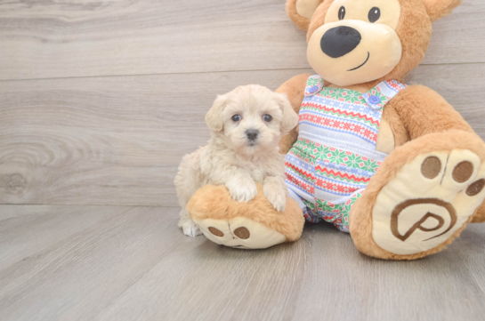 Best Maltipoo Baby