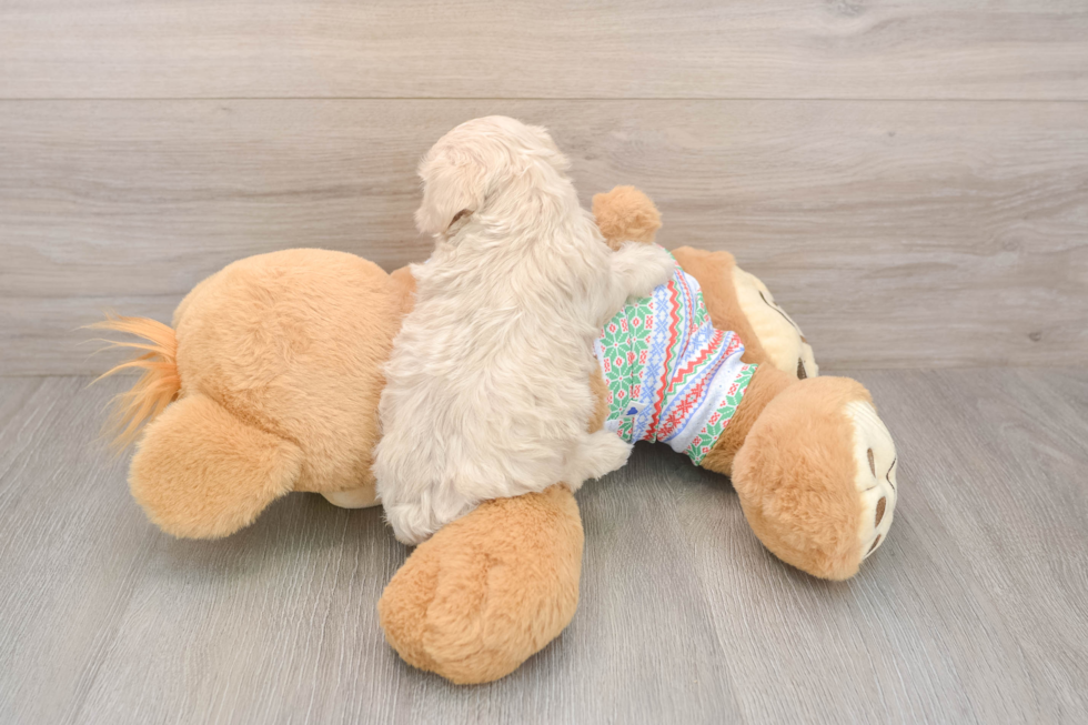 Maltipoo Pup Being Cute