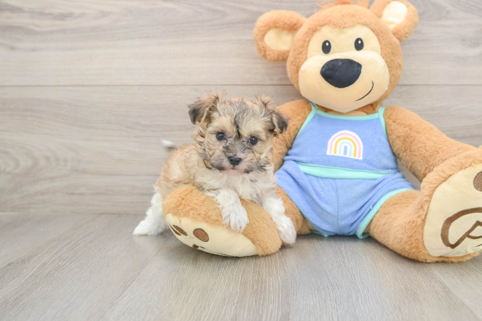 Maltipoo Puppy for Adoption