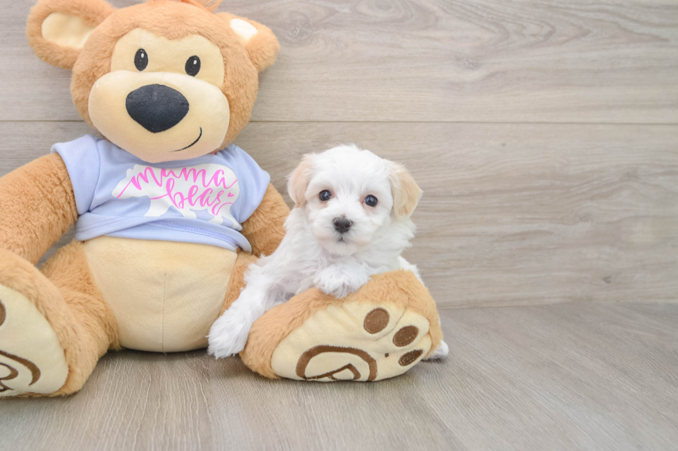 Smart Maltipoo Poodle Mix Pup