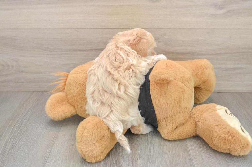 Maltipoo Puppy for Adoption