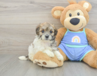 7 week old Maltipoo Puppy For Sale - Seaside Pups