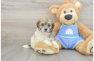 Best Maltipoo Baby