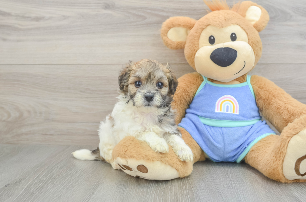5 week old Maltipoo Puppy For Sale - Seaside Pups