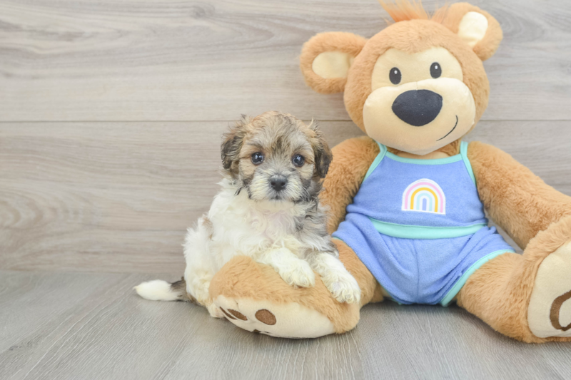 Meet Raisin - our Maltipoo Puppy Photo 1/3 - Seaside Pups