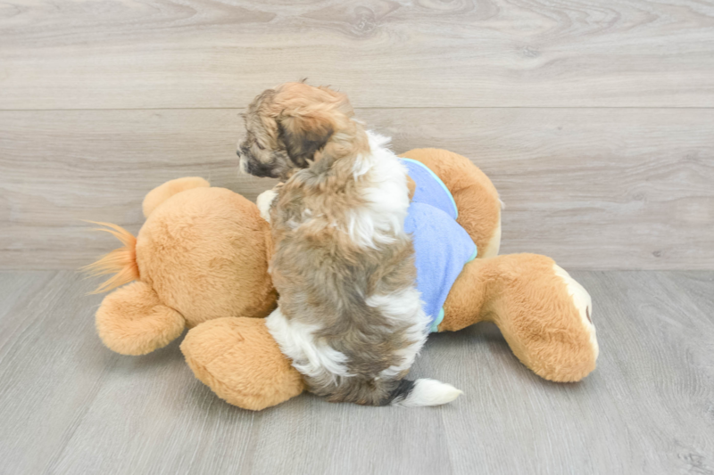 Meet Raisin - our Maltipoo Puppy Photo 2/3 - Seaside Pups
