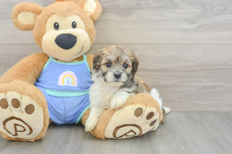 Meet Raisin - our Maltipoo Puppy Photo 3/3 - Seaside Pups