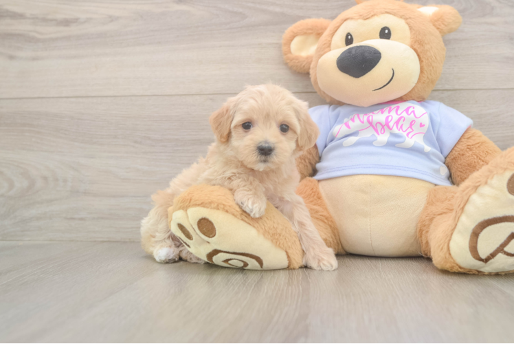Smart Maltipoo Poodle Mix Pup