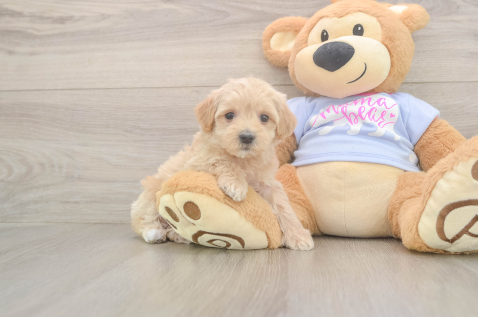 5 week old Maltipoo Puppy For Sale - Seaside Pups