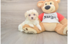 Smart Maltipoo Poodle Mix Pup