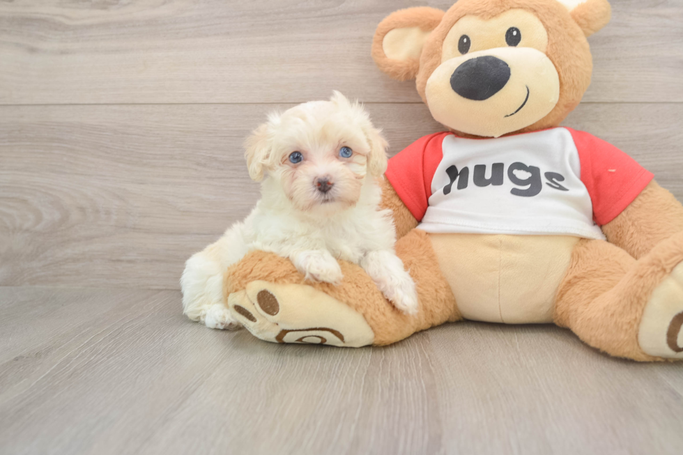 Smart Maltipoo Poodle Mix Pup