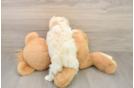 Maltipoo Pup Being Cute
