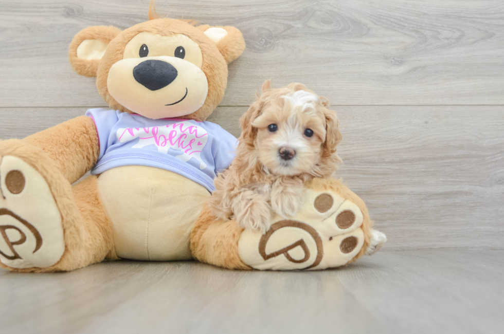 6 week old Maltipoo Puppy For Sale - Seaside Pups