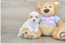 Happy Maltipoo Baby