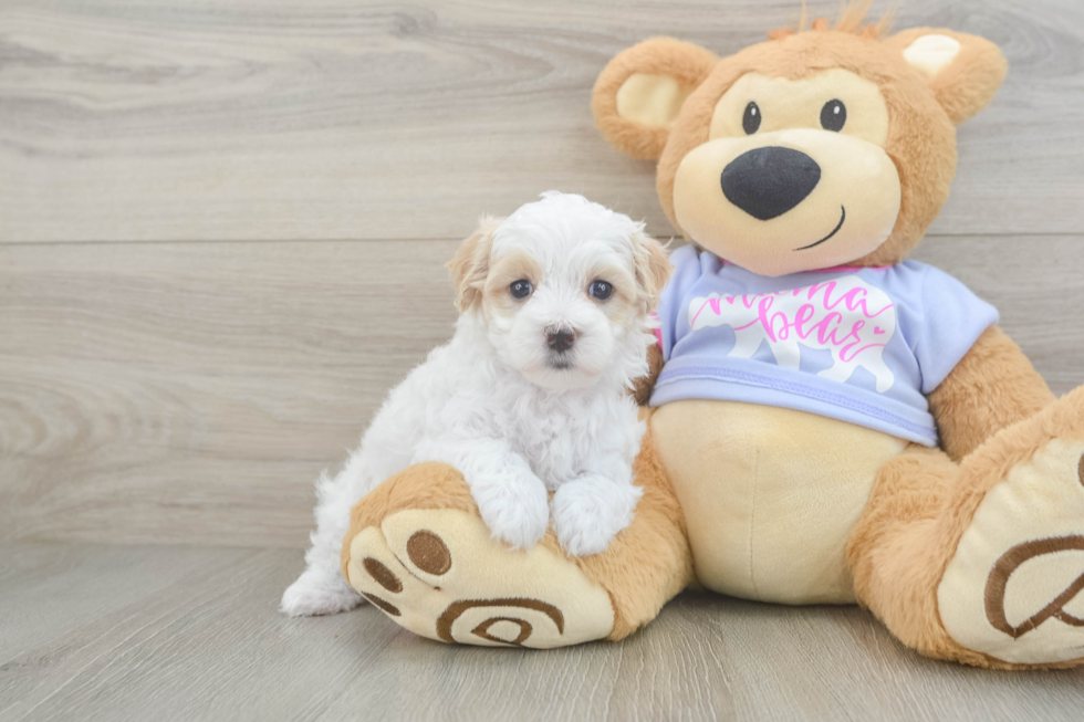 Happy Maltipoo Baby