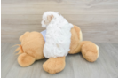 Maltipoo Puppy for Adoption
