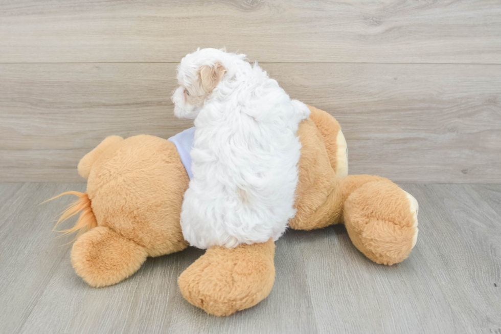 Maltipoo Puppy for Adoption