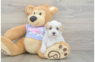 Funny Maltipoo Poodle Mix Pup