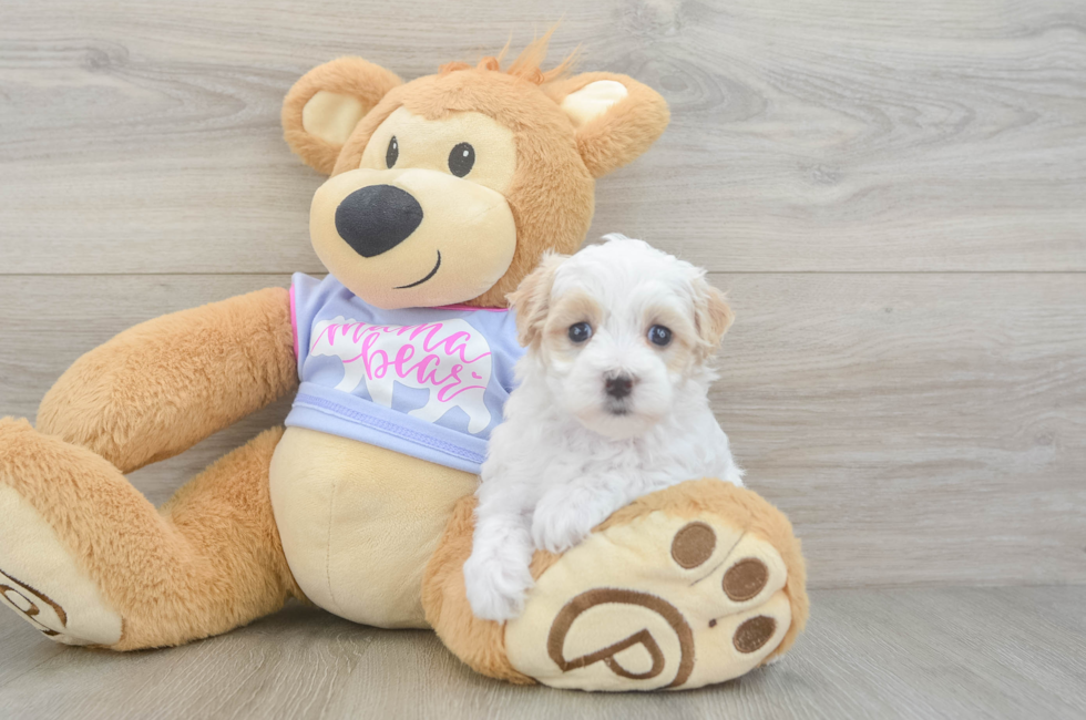 6 week old Maltipoo Puppy For Sale - Seaside Pups