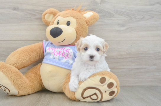 Funny Maltipoo Poodle Mix Pup