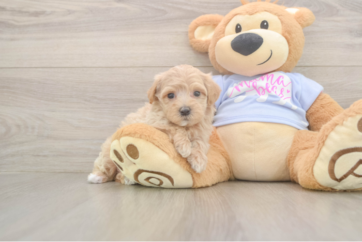 Cute Maltipoo Baby