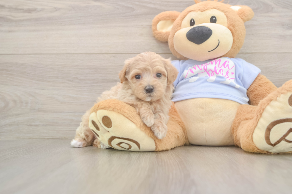 5 week old Maltipoo Puppy For Sale - Seaside Pups