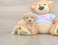 9 week old Maltipoo Puppy For Sale - Seaside Pups 9 week old Maltipoo Puppy For Sale - Seaside Pups