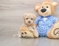 8 week old Maltipoo Puppy For Sale - Seaside Pups